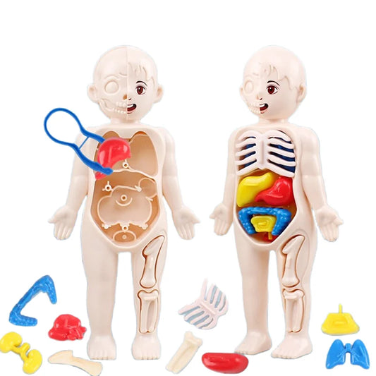 Human Body Organ Anatomy Model - 13 Pc Set