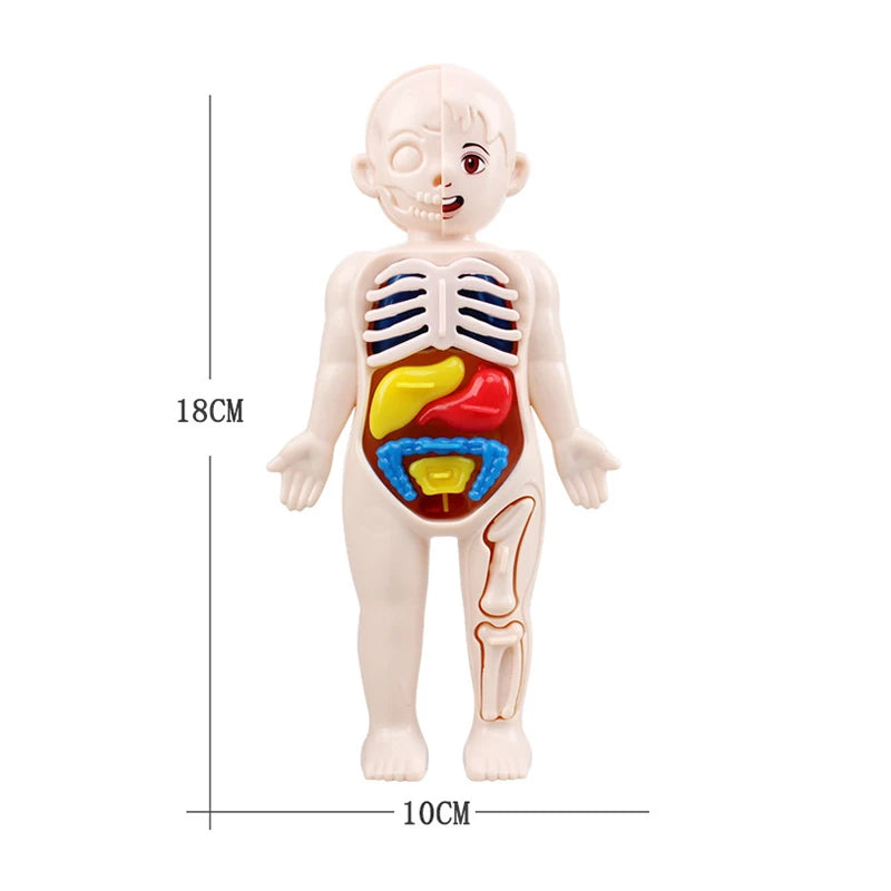 Modelo de anatomía de los órganos del cuerpo humano: juego de 13 piezas