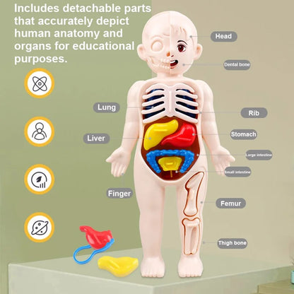 Modelo de anatomía de los órganos del cuerpo humano: juego de 13 piezas